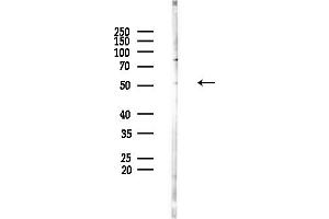 anti-RuvB-Like 2 (E. Coli) (RUVBL2) (Internal Region) antibody
