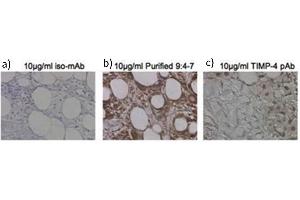 Immunohistochemistry of Mouse Anti-TIMP4 Antibody. (TIMP4 Antikörper)