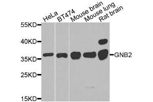 Western blot analysis of extracts of various cell lines, using GNB2 antibody. (GNB2 Antikörper  (AA 1-340))