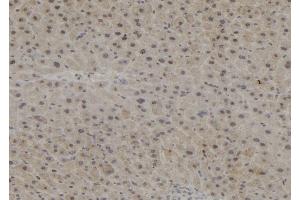 ABIN6272894 at 1/100 staining Mouse liver tissue by IHC-P.