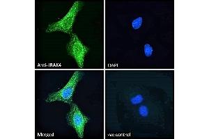 Immunofluorescence (IF) image for anti-Interleukin-1 Receptor-Associated Kinase 4 (IRAK4) (N-Term) antibody (ABIN185338)
