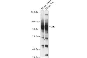 GLE1 anticorps  (AA 1-300)