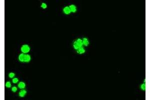 Immunofluorescence (IF) image for anti-BCL2-Like 1 (BCL2L1) (AA 1-212) antibody (ABIN1490610) (BCL2L1 Antikörper  (AA 1-212))