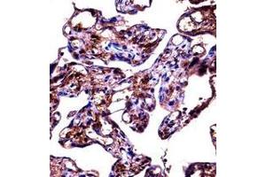 Immunohistochemistry analysis in formalin fixed and paraffin embedded human placenta tissue reacted with Fibulin-1 Antibody (C-term) followed by peroxidase conjugation of the secondary antibody and DAB staining. (Fibulin 1 Antikörper  (C-Term))