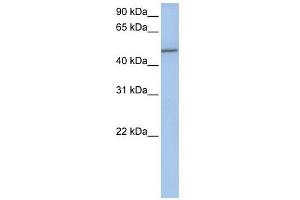 Collagen Type XXV Alpha 1 antibody used at 1 ug/ml to detect target protein. (COL25A1 Antikörper  (Middle Region))