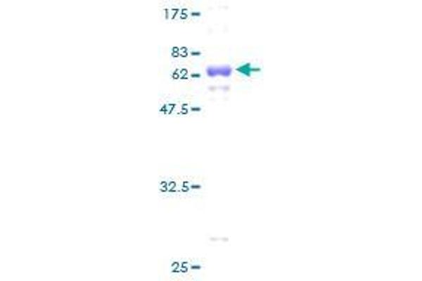 CLEC1A Protein (AA 1-280) (GST tag)