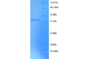 SDS-PAGE (SDS) image for Small Ubiquitin Related Modifier Protein 1 (SUMO1) (AA 2-102) protein (GST tag) (ABIN5712105)