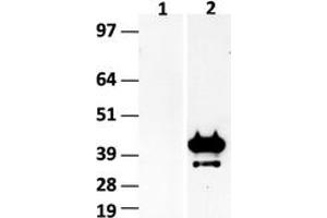 Western Blotting (WB) image for anti-Hes Family bHLH Transcription Factor 1 (HES1) (AA 1-280) antibody (ABIN2722645) (HES1 Antikörper  (AA 1-280))