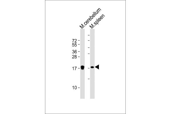 H3F3B Antikörper  (AA 103-136)