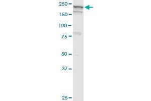 GBF1 monoclonal antibody (M04), clone 4B2. (GBF1 Antikörper  (AA 101-209))