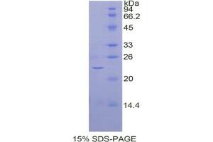 SDS-PAGE analysis of Cow BMP4 Protein.