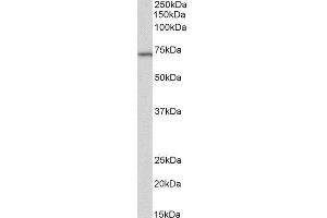 ABIN2560413 (2µg/ml) staining of Daudi lysate (35µg protein in RIPA buffer).