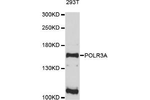 Western blot analysis of extracts of 293T cells, using POLR3A antibody. (POLR3A Antikörper)