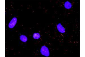 Proximity Ligation Assay (PLA) image for anti-Nuclear Factor of kappa Light Polypeptide Gene Enhancer in B-Cells 1 (NFKB1) (AA 1-969) antibody (ABIN518333)