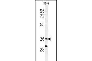 Western blot analysis of SUMF1 Antibody (C-Term) (ABIN653924 and ABIN2843158) in Hela cell line lysates (35 μg/lane). (SUMF1 Antikörper  (C-Term))