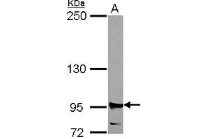 Western Blotting (WB) image for anti-Ribonucleotide Reductase M1 (RRM1) (AA 246-792) antibody (ABIN1500769) (RRM1 Antikörper  (AA 246-792))
