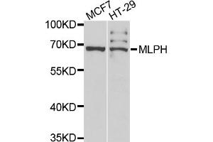Western blot analysis of extracts of various cell lines, using MLPH antibody. (Melanophilin Antikörper)