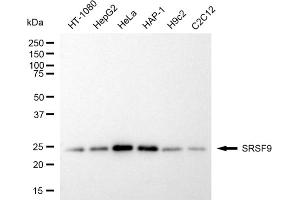 anti-serine/arginine-Rich Splicing Factor 9 (SFRS9) antibody
