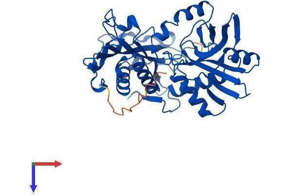 BCAT1 Protein (AA 1-386) (His tag)