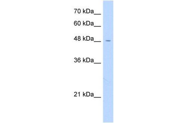 FAM113A Antikörper  (N-Term)