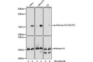 Western blot analysis of extracts of NIH/3T3 cells, using phospho-STK4-T387 pAb (ABIN7267688) at 1:1000 dilution or Histone H3 antibody .