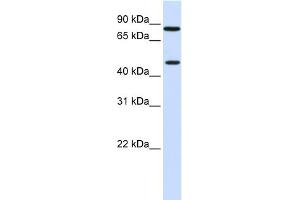 WB Suggested Anti-ZNF710 Antibody Titration:  0. (ZNF710 Antikörper  (N-Term))