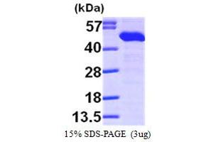 SDS-PAGE (SDS) image for Endoplasmic Reticulum Protein 44 (ERP44) (AA 30-406) protein (His tag) (ABIN667186) (ERP44 Protein (AA 30-406) (His tag))