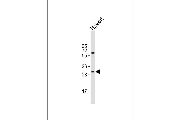 MEOX1 Antikörper  (N-Term)