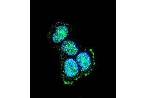 Immunofluorescence (IF) image for anti-Mitogen-Activated Protein Kinase 8 Interacting Protein 1 (MAPK8IP1) (AA 470-498), (C-Term) antibody (ABIN652961)