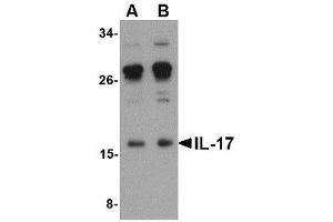Image no. 1 for anti-Interleukin 17A (IL17A) (Internal Region) antibody (ABIN341694) (Interleukin 17a Antikörper  (Internal Region))