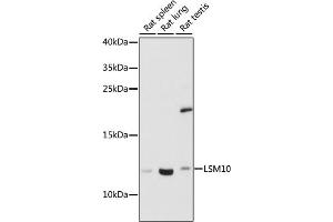 Western blot analysis of extracts of various cell lines, using LSM10 antibody (ABIN7268305) at 1:1000 dilution. (LSM10 Antikörper  (AA 1-123))