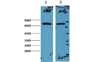 Western Blot (WB) analysis of 1) HeLa, 2) Mouse Brain, diluted at 1:2000.