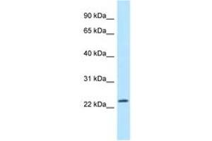 Image no. 1 for anti-Mitochondrial Ribosomal Protein L43 (MRPL43) (N-Term) antibody (ABIN6747845) (MRPL43 Antikörper  (N-Term))