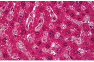 Anti-SPHK1 antibody IHC staining of human liver. (SPHK1 Antikörper)