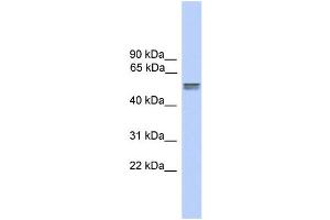 WB Suggested Anti-CDR2L Antibody Titration:  0. (CDR2L Antikörper  (N-Term))