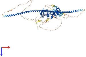 CCDC138 Protein (AA 1-680) (His tag)