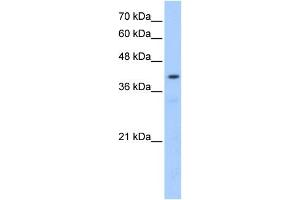 POMT2 antibody used at 0.