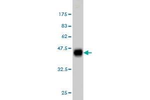 Western Blot detection against Immunogen (35. (KSR2 Antikörper  (AA 411-500))