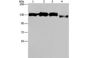Western Blot analysis of Hela, 293T, Raji and 231 cell using GTF2I Polyclonal Antibody at dilution of 1:400