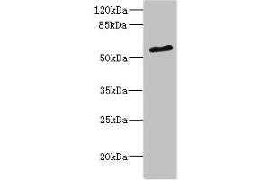 Western blot All lanes: POC1B antibody at 2. (POC1B Antikörper  (AA 299-478))