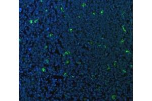 IF analysis of CD68 using anti-CD68 antibody (ABIN7600142). (CD68 Antikörper  (AA 154-354))