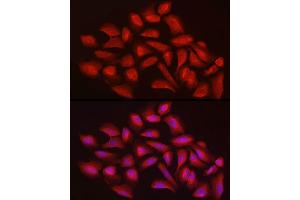 Immunofluorescence analysis of U2OS cells using EXT1 Rabbit pAb (ABIN3022736, ABIN3022737, ABIN3022738 and ABIN6219202) at dilution of 1:100 (40x lens). (EXT1 Antikörper  (AA 467-746))