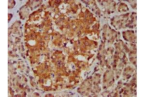 IHC image of ABIN7159000 diluted at 1:400 and staining in paraffin-embedded human pancreatic tissue performed on a Leica BondTM system. (MBIP Antikörper  (AA 91-241))
