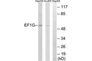Western blot analysis of extracts from HuvEc/HepG2 cells, using EEF1G Antibody. (EEF1G Antikörper  (AA 101-150))