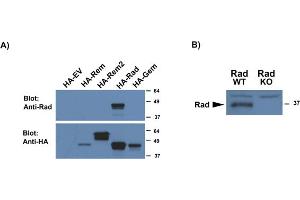 Image no. 1 for anti-Ras-Related Associated with Diabetes (RRAD) (AA 36-48) antibody (ABIN1104075) (RRAD Antikörper  (AA 36-48))