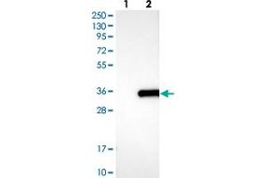 Western blot analysis of Lane 1: Negative control (vector only transfected HEK293T lysate), Lane 2: Over-expression Lysate (Co-expressed with a C-terminal myc-DDK tag (~3. (APIP Antikörper)