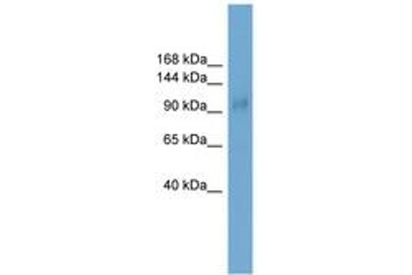 SKOR1 anticorps  (AA 801-850)