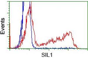 Image no. 1 for anti-Nucleotide Exchange Factor SIL1 (SIL1) antibody (ABIN1496810) (SIL1 Antikörper)