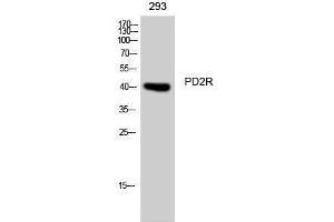 Western Blotting (WB) image for anti-Prostaglandin D2 Receptor (PTGDR) (C-Term) antibody (ABIN3180803) (PTGDR Antikörper  (C-Term))