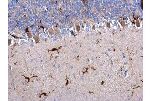 IHC-P Image Iba1 antibody detects Iba1 protein on rat hind brain by immunohistochemical analysis.